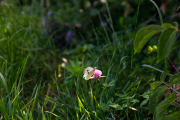 A Beautiful Butterfly Dancing on a Pink Flower in a Lush Green Field Under the Bright Sunlight - Nature's Splendor Captured in Perfect Harmony with Vibrant Colors