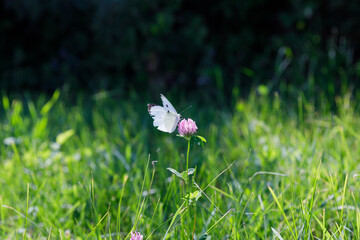 A Delicate Butterfly Graces a Beautiful Purple Clover in a Sunlit Field of Green Grass, Captivating Nature s Finely Crafted Beauty and Serenity in the Summer Air