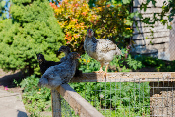 A Charming Scene of Young Chickens Enjoying a Sunny Day Outdoors in a Vibrant Garden with Lush Greenery and Colorful Foliage Surrounding Their Enclosure