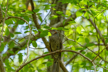 新緑の森でさえずるヒヨドリ