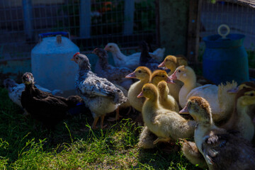 A charming gathering of ducklings and chickens in a sunny yard, showcasing the beauty of farm life...