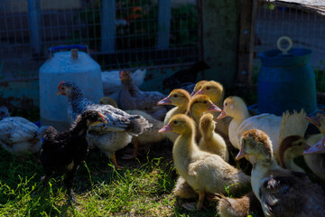 A Vibrant Gathering of Chickens and Ducklings in a Serene Farm Environment Highlighting the Beauty and Charm of Country Life