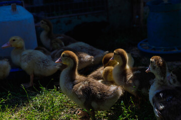 Adorable Ducklings Exploring Their Outdoor Habitat in the Sunlight, with Shadows and Soft Green Grass Creating a Cozy and Natural Environment on a Farm
