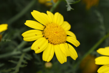 Bright Yellow Crown Daisy, Close-up of a Bright yellow crown daisy flower, blooming in nature, Close-up shot of beautiful yellow Crown Daisy flower (Chrysanthemum coronarium), Crown Daisy,