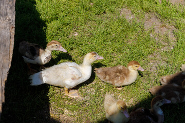 Charming Ducklings Exploring Their Grassy Enclosure Under the Sun in a Picturesque Farm Setting, Showcasing the Joy and Curiosity of Young Waterfowl in Nature.