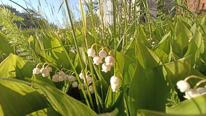 Delicate Lily of the Valley Blooms Amidst Lush Green Foliage in a Serene Garden Setting