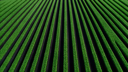 Obraz premium Aerial view of a lush, vibrant agricultural field with symmetrical rows of crops.