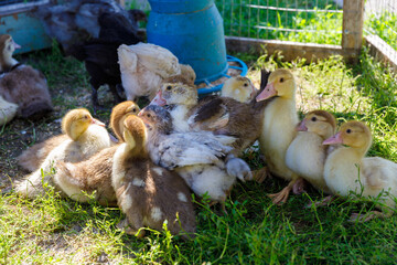 A Heartwarming Scene of Ducklings and Adult Ducks Nestled in a Sunny Green Space, Enjoying a Day of...