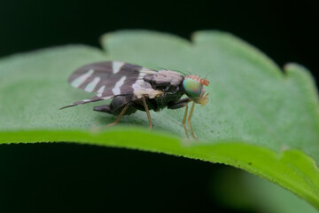 Cherry fruit fly on the leaves seen from the side