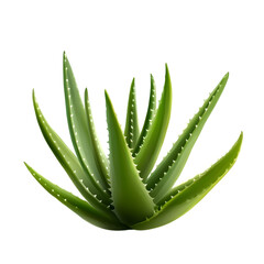Fototapeta premium Vibrant Green Aloe Vera Plant, Isolated on Black Background, Lush and Healthy, Botanical Illustration, Natural Skincare Concept.
