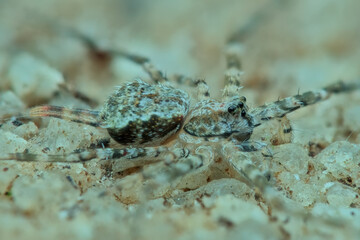 Cyclosa spider with fern-like feather pattern seen from the side