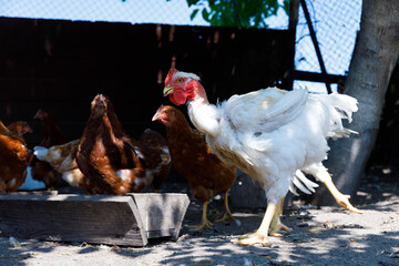 A Vibrant Scene of Chickens and Rooster Roaming in a Rustic Farmyard Environment Amidst Natural...