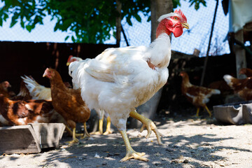 A Majestic White Chicken Strutting in an Outdoor Poultry Environment Surrounded by Brown Chickens Under a Clear Sky, Showcasing Farm Life and Animal Behavior in Nature