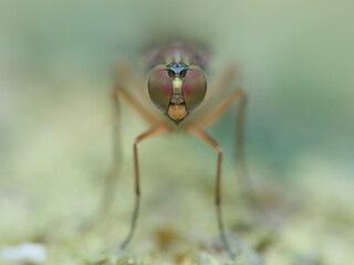 Medetera flie on the sandy ground