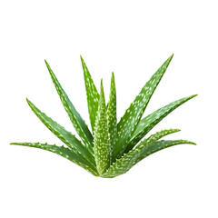 Fototapeta premium Vibrant Green Aloe Vera Plant with White Spots, Isolated on Black Background, Fresh and Healthy, Natural Beauty Concept.