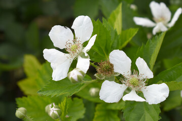 Blackberry flowers blooming in the garden, Beautiful in spring bloom garden. Blackberry bush with white flowers, Blossoming blackberry bush and bee, sunny spring day, Chakwal, Punjab, Pakistan