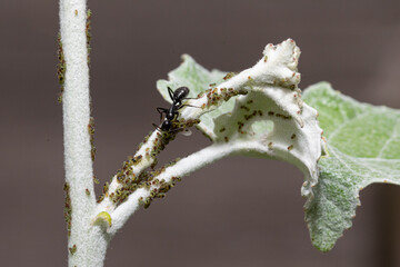 Black garden ant harvesting honeydew from aphids on a plant