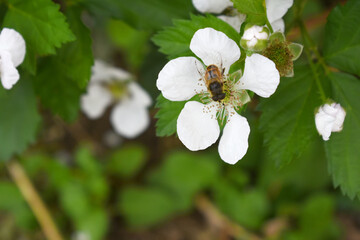 Blackberry flowers blooming in the garden, Beautiful in spring bloom garden. Blackberry bush with white flowers, Blossoming blackberry bush and bee, sunny spring day, Chakwal, Punjab, Pakistan