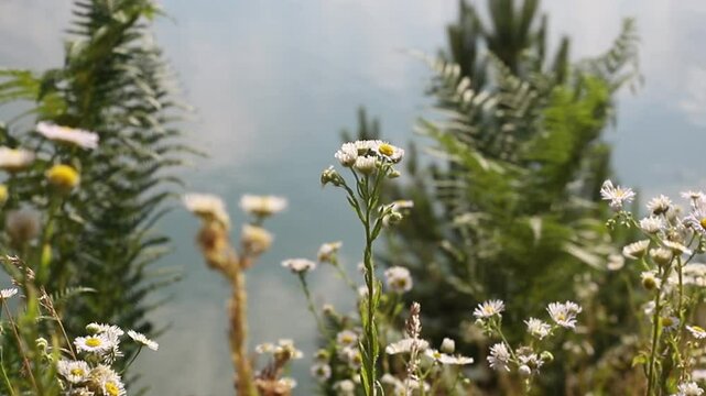 Annual fleabane plant (Erigeron annuus)