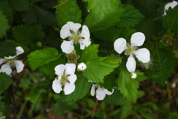 Blackberry flowers blooming in the garden, Beautiful in spring bloom garden. Blackberry bush with white flowers, Blossoming blackberry bush and bee, sunny spring day, Chakwal, Punjab, Pakistan