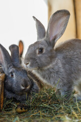 Two Adorable Gray Rabbits Resting on Fresh Hay: A Cute and Serene Moment Captured in Nature's Embrace with Soft Lighting and Gentle Textures Enhancing Their Features