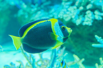 Scribbled angelfish (Chaetodontoplus duboulayi)
