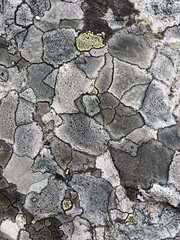 Texture in stone