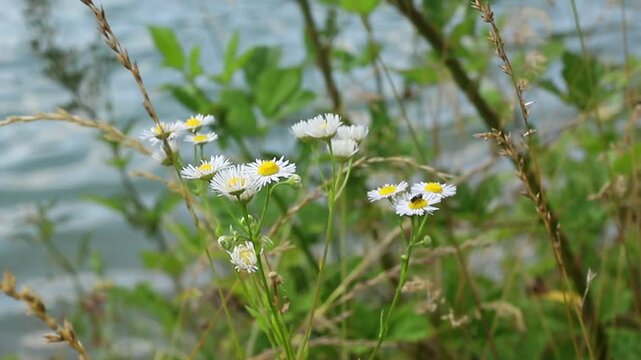 Annual fleabane plant (Erigeron annuus)