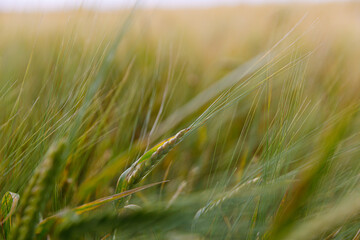 Close-Up of Wheat Field: Rich Green Grain and Nature's Beauty Captured in a Serene Rural Landscape,...