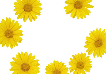 A circle of yellow daisy flowers isolated on transparent background