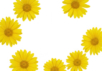 A circle of yellow daisy flowers isolated on transparent background