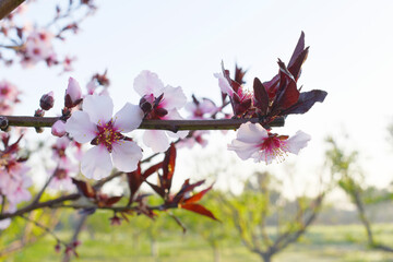Beautiful Pink Peach Blossoms in a Garden, Pink Peach Flowers Blooming on Peach Tree, Beautiful peach flowers close up - as background, Flowering branch of fruit flower closeup
