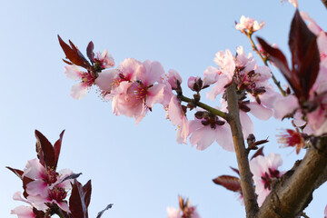 Beautiful Pink Peach Blossoms in a Garden, Pink Peach Flowers Blooming on Peach Tree, Beautiful peach flowers close up - as background, Flowering branch of fruit flower closeup