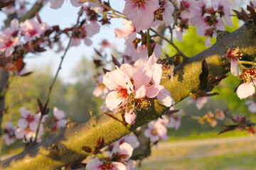 Beautiful Pink Peach Blossoms in a Garden, Pink Peach Flowers Blooming on Peach Tree, Beautiful peach flowers close up - as background, Flowering branch of fruit flower closeup