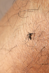 Mosquito sucking blood from human skin, spreading diseases