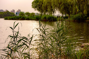 The sidewalks, plants, and floating lotus leaves on the riverbanks of urban parks