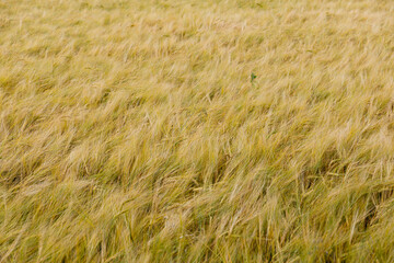 Golden Waves of Grain: A Serene View of a Field of Wheat Gently Swaying in the Breeze Under a Clear...