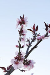 Beautiful Pink Peach Blossoms in a Garden, Pink Peach Flowers Blooming on Peach Tree, Beautiful peach flowers close up - as background, Flowering branch of fruit flower closeup