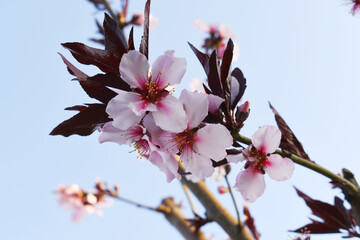 Beautiful Pink Peach Blossoms in a Garden, Pink Peach Flowers Blooming on Peach Tree, Beautiful peach flowers close up - as background, Flowering branch of fruit flower closeup