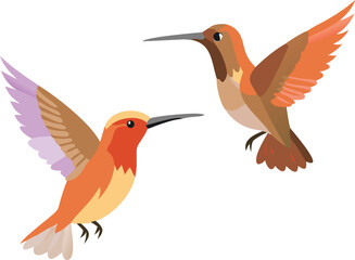 Obraz premium Rufous hummingbird aggressively chasing, tiny bird, swift flight, nectar, garden, illustration