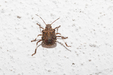 Stink bug crawling on white wall
