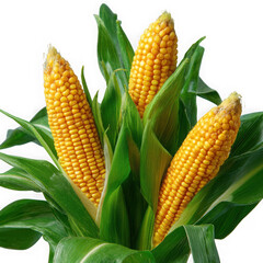 Three ripe yellow corn cobs surrounded by green leaves isolated on transparent background