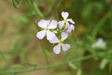 Beautiful white Radish Flower. Radish flower bloom. Closeup radish flower with green leaves in the spring, also known by its common name Virginia stock. Radish flower blooming in nature
