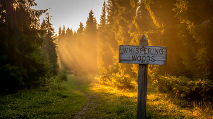 A mystical forest landscape photograph during golden hour. Tall evergreen trees, primarily pine and spruce, create a dark silhouette against a bright, ethereal background.