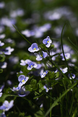 Delicate purple flowers blooming amidst lush green grass in a tranquil natural setting during early spring
