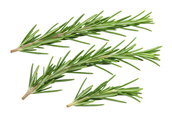 Fototapeta premium Three sprigs of fresh green rosemary are isolated on transparent background, showcasing their aromatic leaves