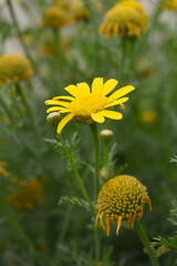 Bright Yellow Crown Daisy, Close-up of a Bright yellow crown daisy flower, blooming in nature, Close-up shot of beautiful yellow Crown Daisy flower (Chrysanthemum coronarium), Crown Daisy,