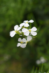 Beautiful white Radish Flower. Radish flower bloom. Closeup radish flower with green leaves in the spring, also known by its common name Virginia stock. Radish flower blooming in nature