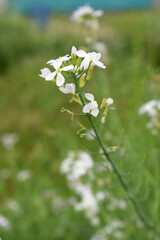 Beautiful white Radish Flower. Radish flower bloom. Closeup radish flower with green leaves in the spring, also known by its common name Virginia stock. Radish flower blooming in nature