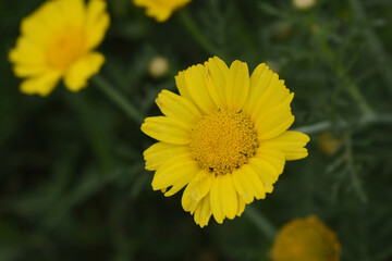 Bright Yellow Crown Daisy, Close-up of a Bright yellow crown daisy flower, blooming in nature, Close-up shot of beautiful yellow Crown Daisy flower (Chrysanthemum coronarium), Crown Daisy,